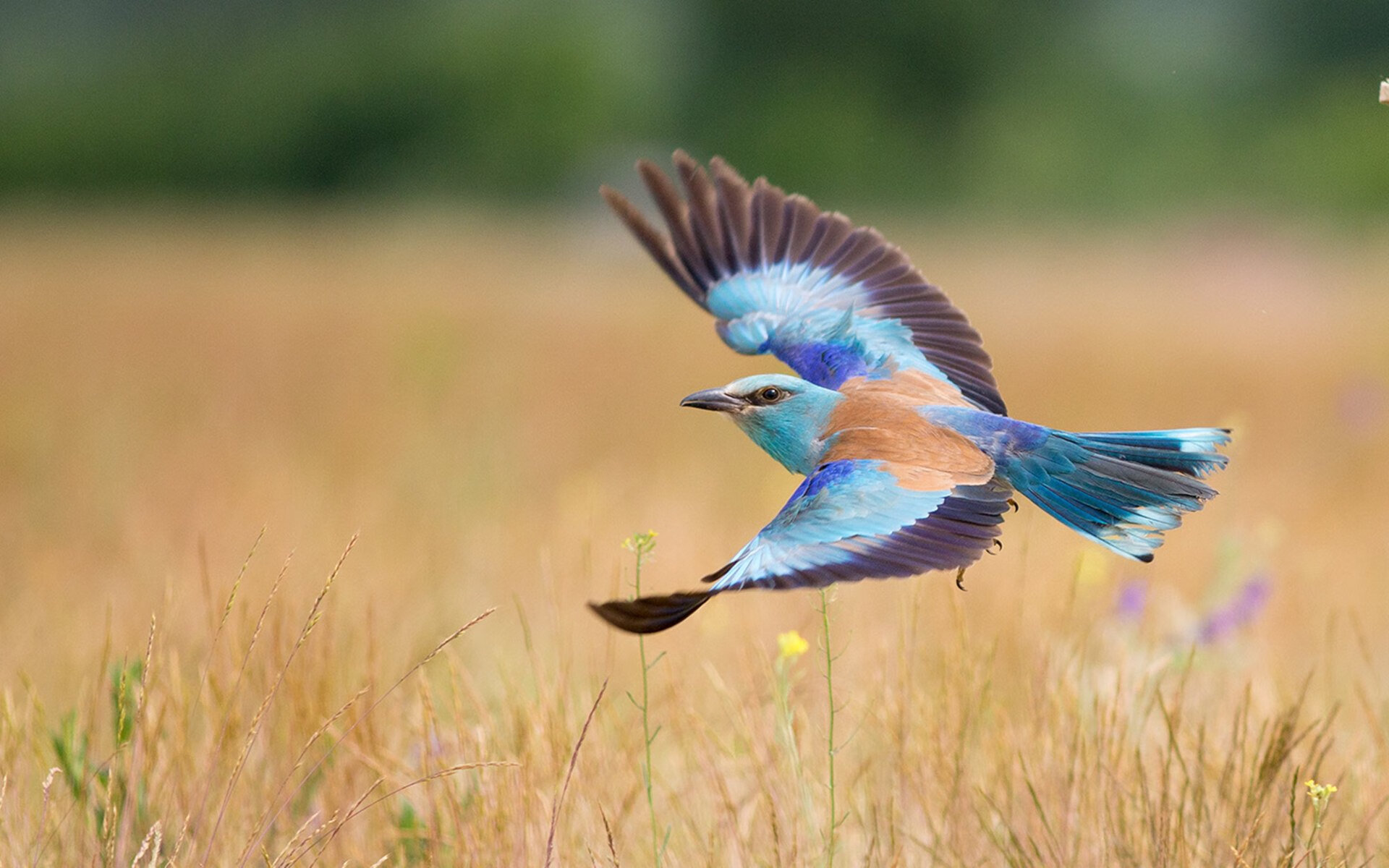 中国男篮积极探索技战术多样性,中国男篮队内训练