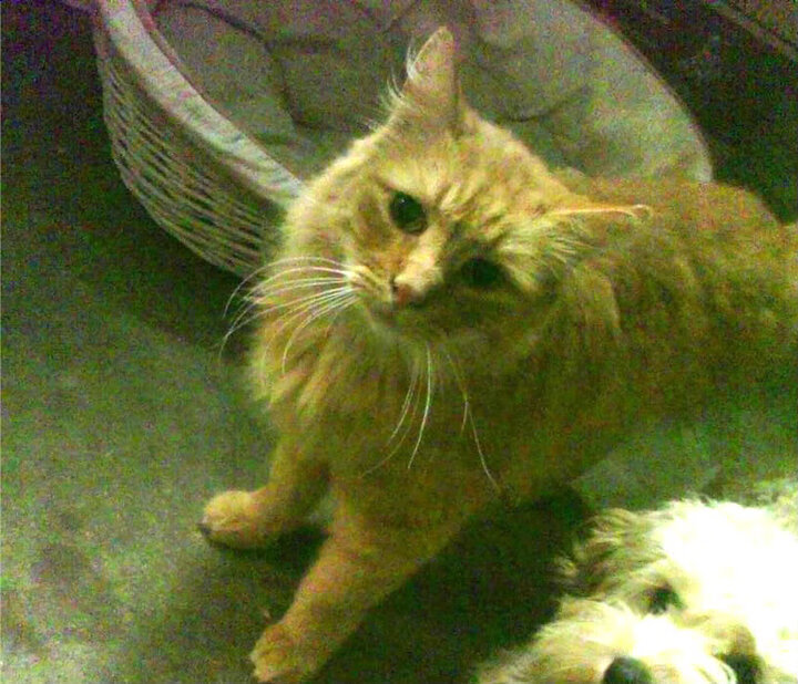 五大联赛经典对决为何总能制造奇迹，五大联赛都夺冠的球员