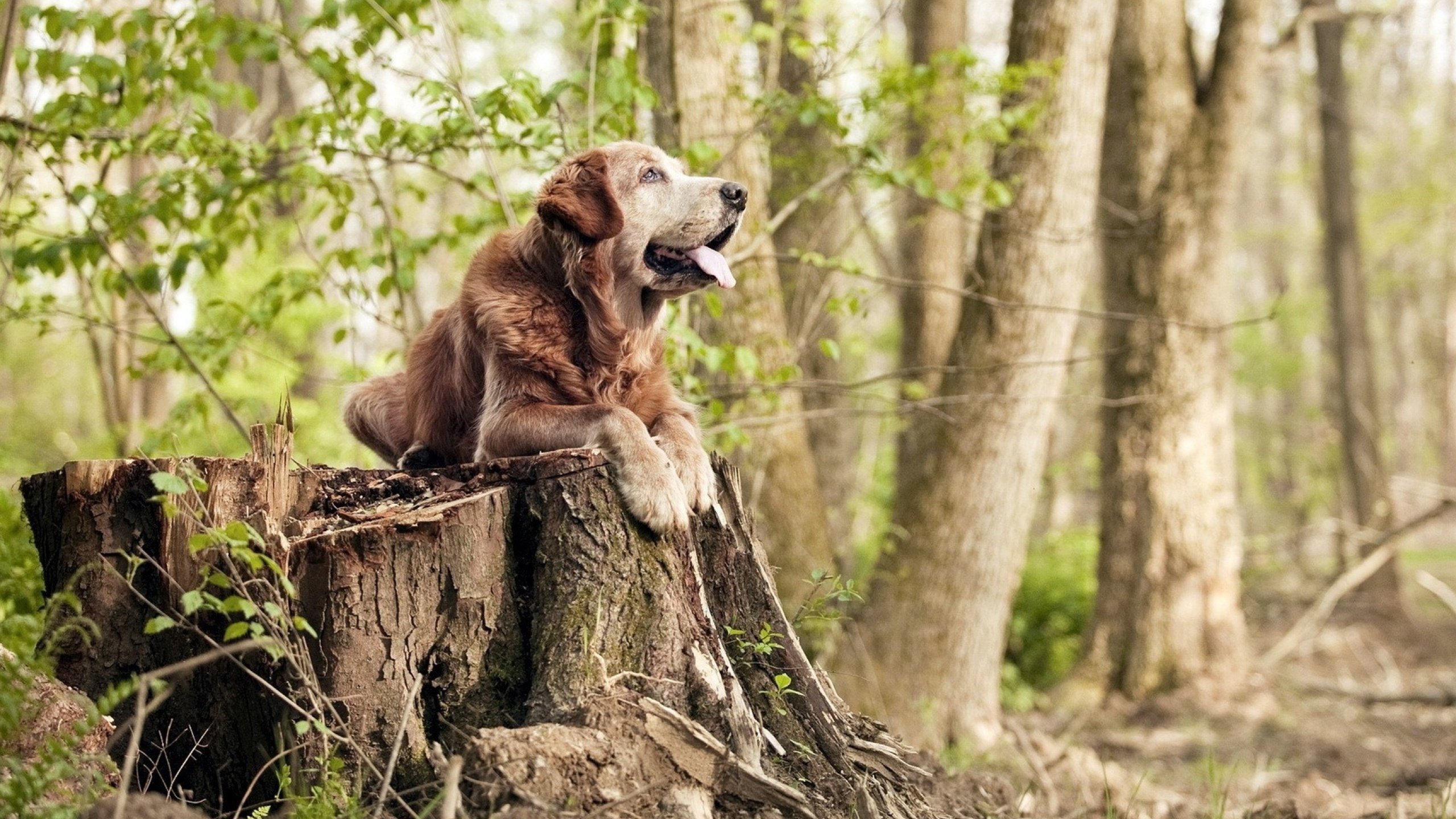 体育新闻中心发布体育短视频版权保护指南,体育短视频的传播特点