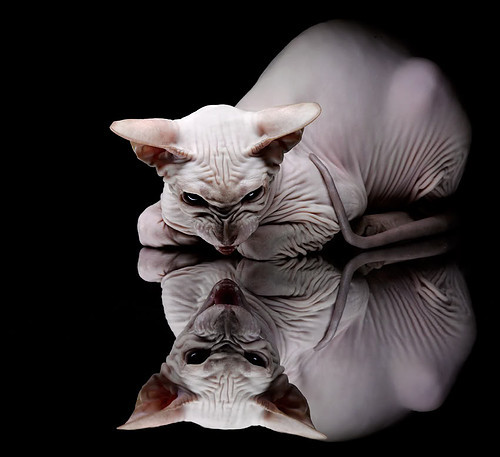 德国队自由泳表现小幅提升，德国游泳水平如何