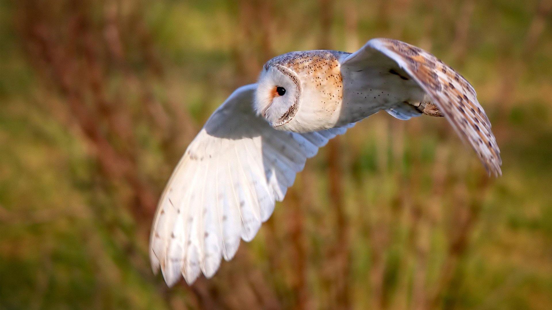开云官网登录-李冰洁摘金 女子自由泳再传捷报，李冰洁游泳冠军