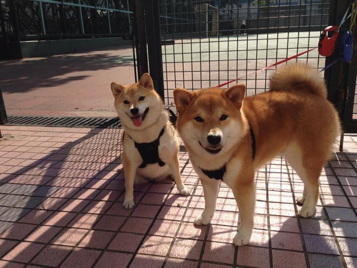 比赛转播技术不断优化升级,赛事转播场景主要运用到云导播什么能力