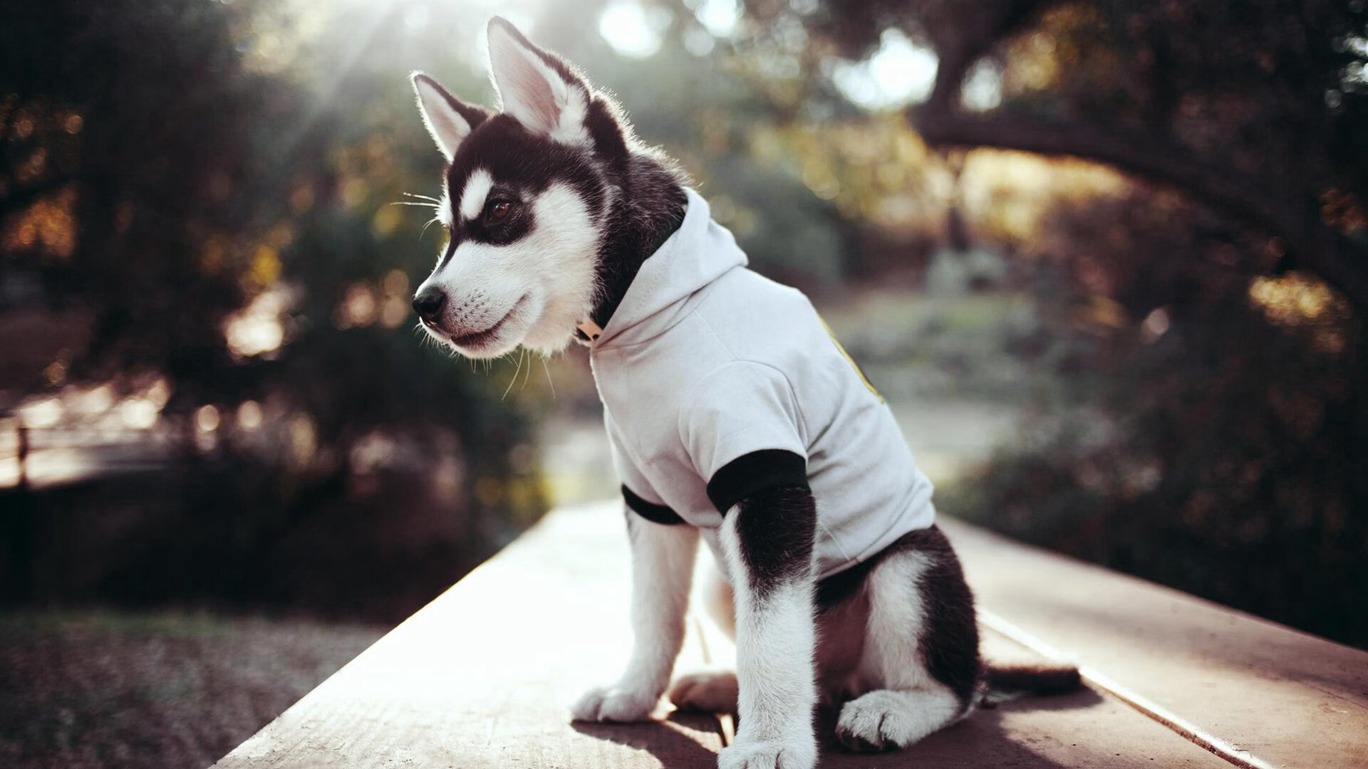 澳大利亚队挑战传统强队:国际乒联混合团体世界杯表现亮点,澳大利亚乒乓国家队