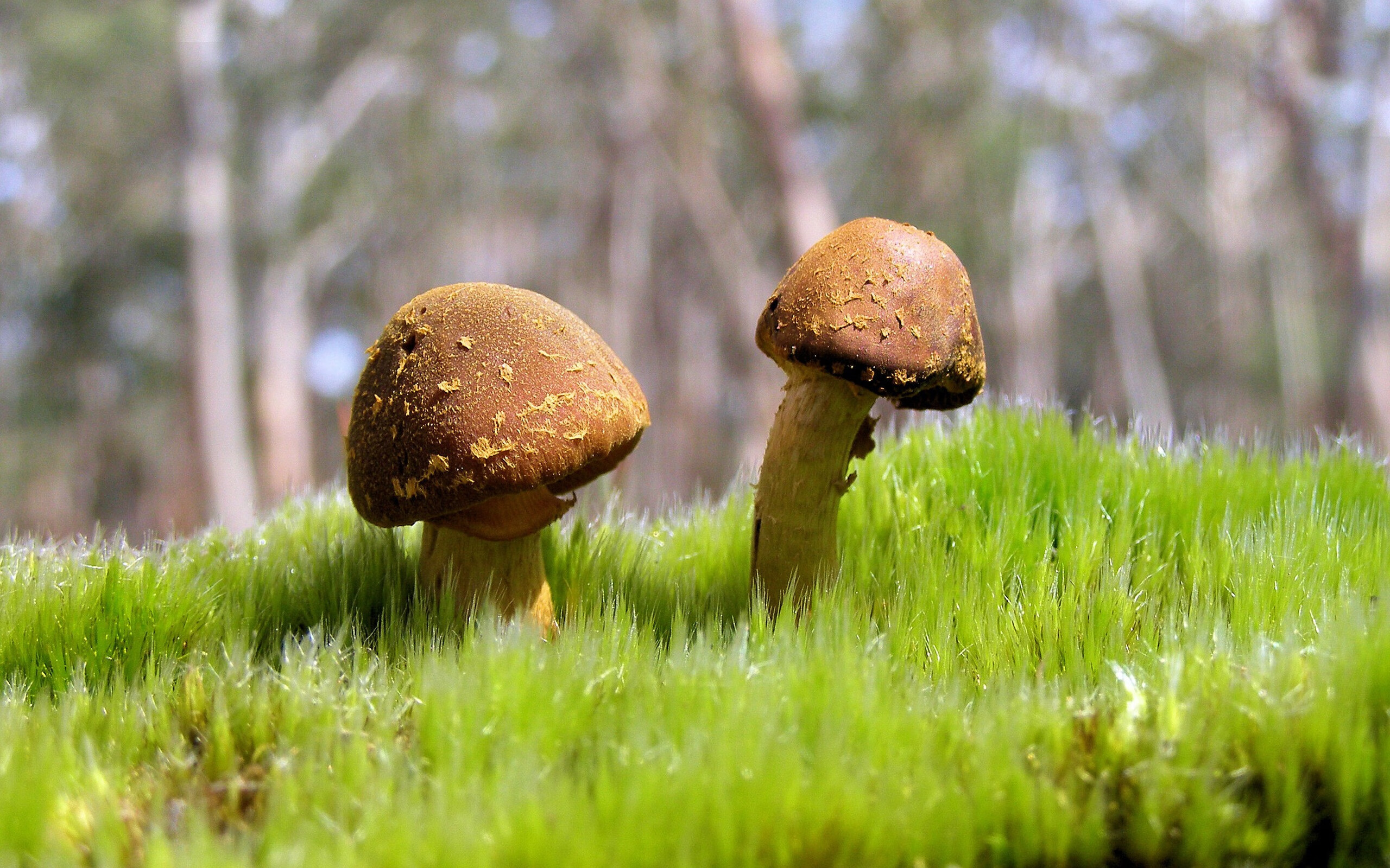 Kaiyun(中国)开云-球队替补深度不足备受诟病，球队替补是什么