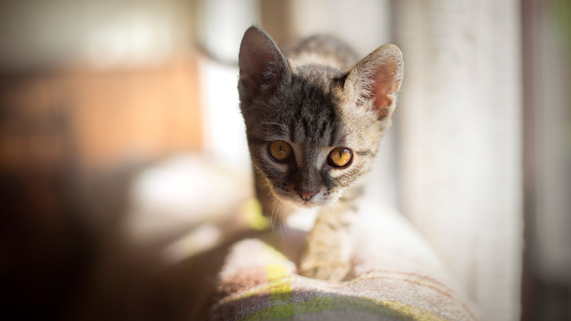 开云电竞-篮球赛场情绪控制训练成焦点话题，篮球比赛允许观众适度宣泄情绪