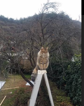夏洛特黄蜂宣布新赛季主场装修,夏洛特黄蜂进过季后赛吗